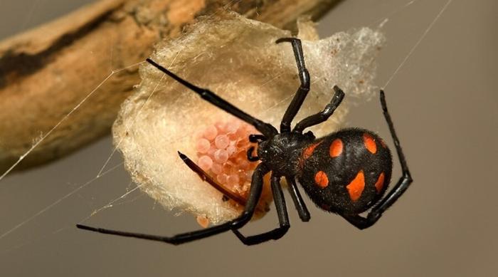 Un esemplare di malmignatta vedova nera malmignatta vedova nera