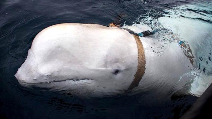 La misteriosa morte di Hvaldimir, la balena beluga famosa