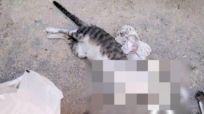 Pensionato arrestato per misteriosa sparizione di gatti a Lucugnano