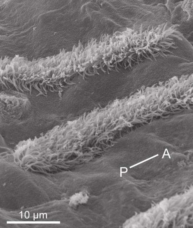 Gli scienziati scoprono che i calamari sono ricoperti di cellule simili a peli, straordinariamente simili a quelle dell’orecchio umano