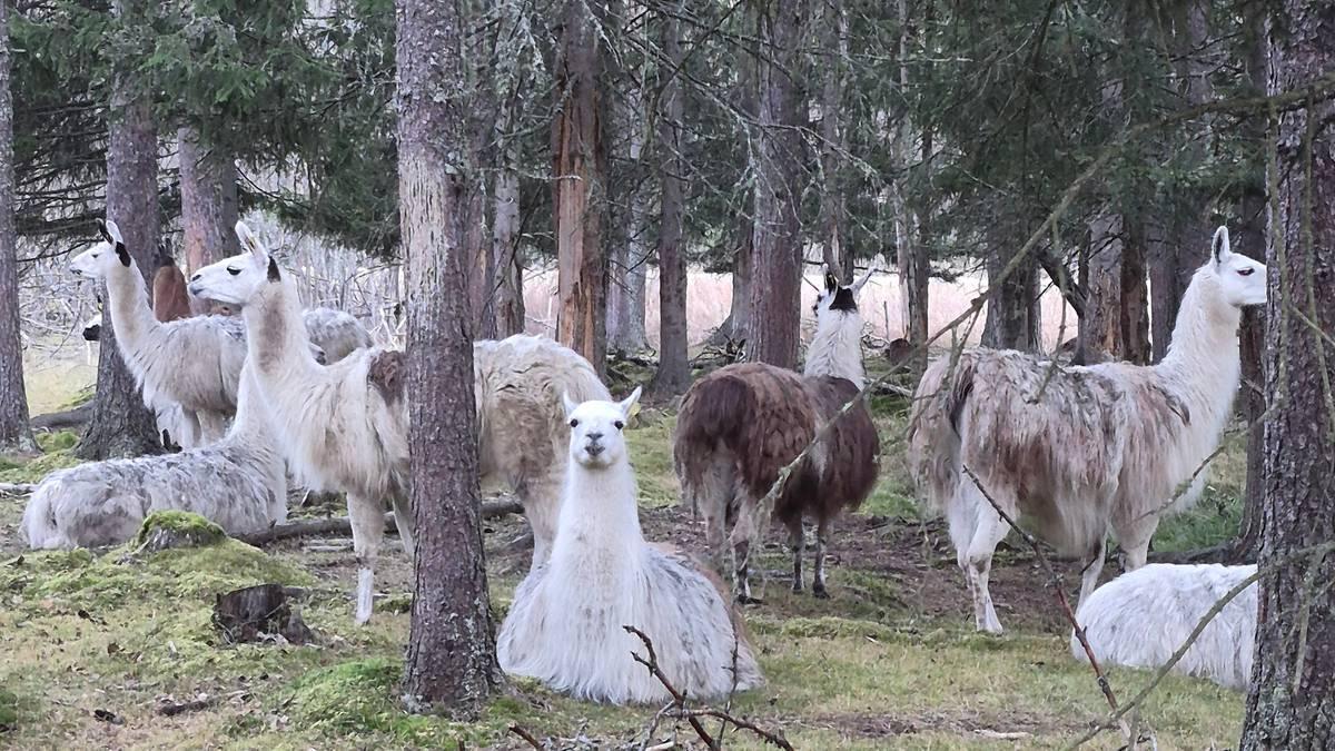 Foto: Inga Mari Johansen / Inga Mari Johansen Lama a Saltdal.