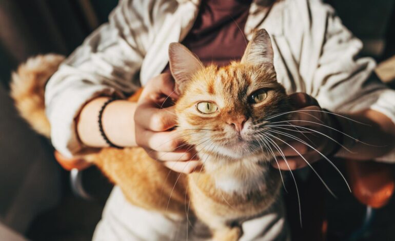 Ossitocina, livelli simili in gatti e proprietari: cosa rivela lo studio