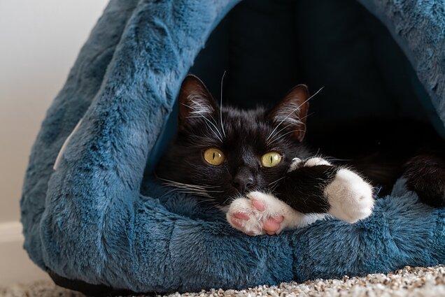 Gatto Gatto