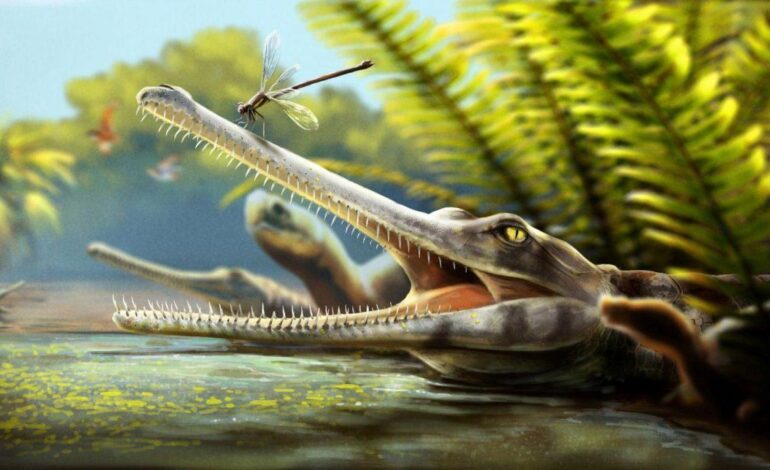 Un coccodrillo giurassico aveva denti sottili come un pettine