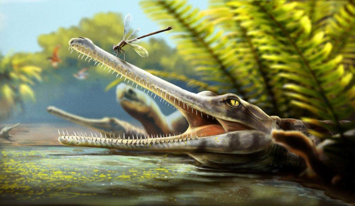 Un coccodrillo giurassico aveva denti sottili come un pettine