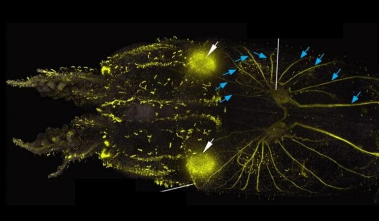 Calamari, cellule ciliate su tutto il corpo rilevano l’acqua