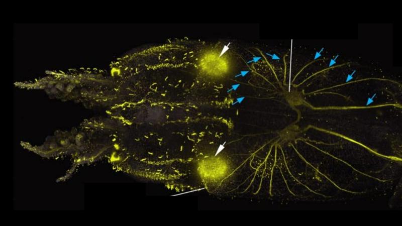 Calamari, cellule ciliate su tutto il corpo rilevano l’acqua