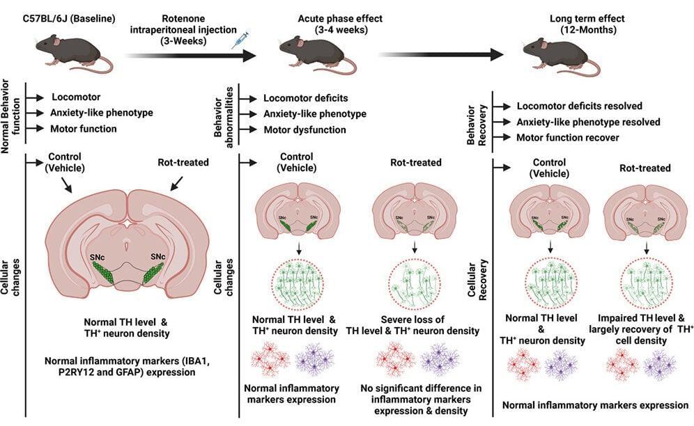 Diagramma che confronta il comportamento dei topi e i marcatori delle cellule cerebrali legate alla dopamina prima dell’esposizione al rotenone, poco dopo e a 12 mesi.