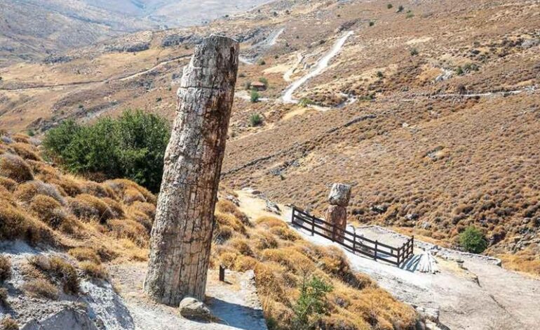 Foresta pietrificata: alberi fossili di 18,5 milioni di anni