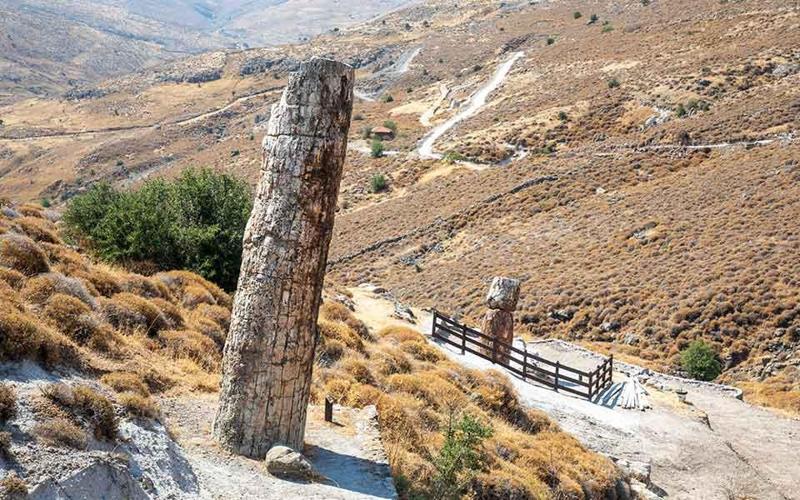 Foresta pietrificata: alberi fossili di 18,5 milioni di anni