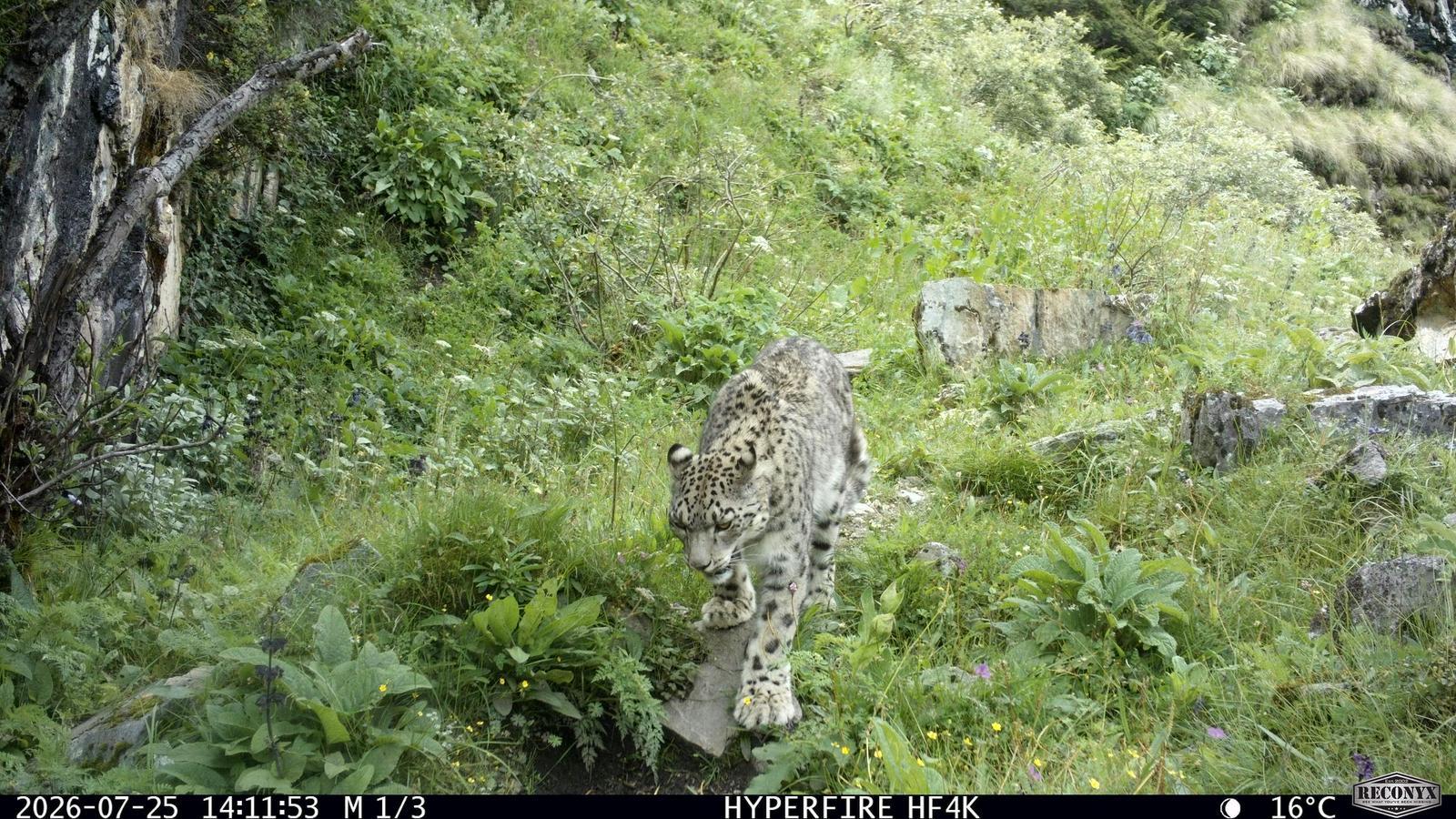 I dati dovrebbero contribuire a colmare le lacune critiche nelle conoscenze sui leopardi delle nevi. Foto: DoFPS/WWF Bhutan I dati dovrebbero contribuire a colmare le lacune critiche nelle conoscenze sui leopardi delle nevi. Foto: DoFPS/WWF Bhutan