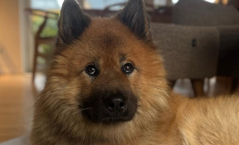 Cane ritrovato dopo 14 giorni solo nella natura
