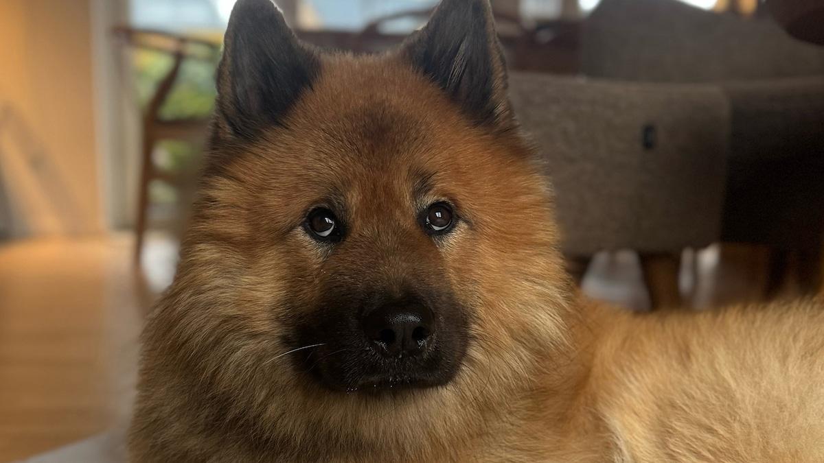 Cane ritrovato dopo 14 giorni solo nella natura