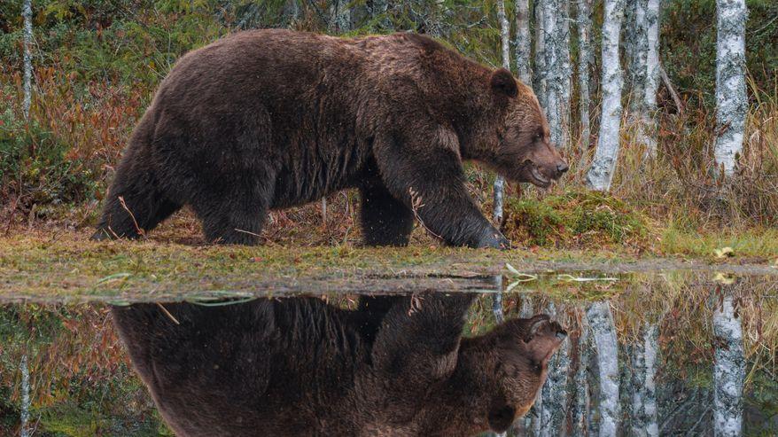 La sagoma di un orso si riflette sulla superficie di uno stagno nella palude.