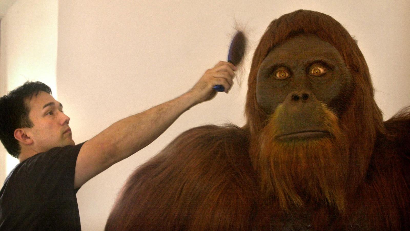 Gigantopithecus e umani: si incontrarono davvero?