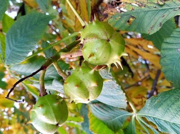 Ippocastano produce un frutto per la prima volta in Islanda