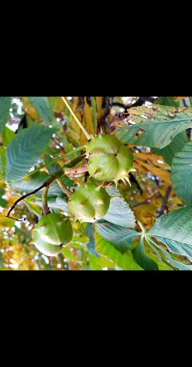 Ippocastano produce un frutto per la prima volta in Islanda