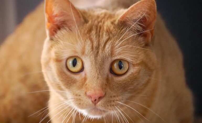 Gatti arancioni, svelata la mutazione dietro il loro mantello