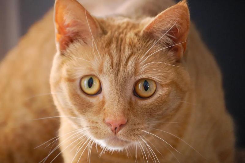 Gatti arancioni, svelata la mutazione dietro il loro mantello