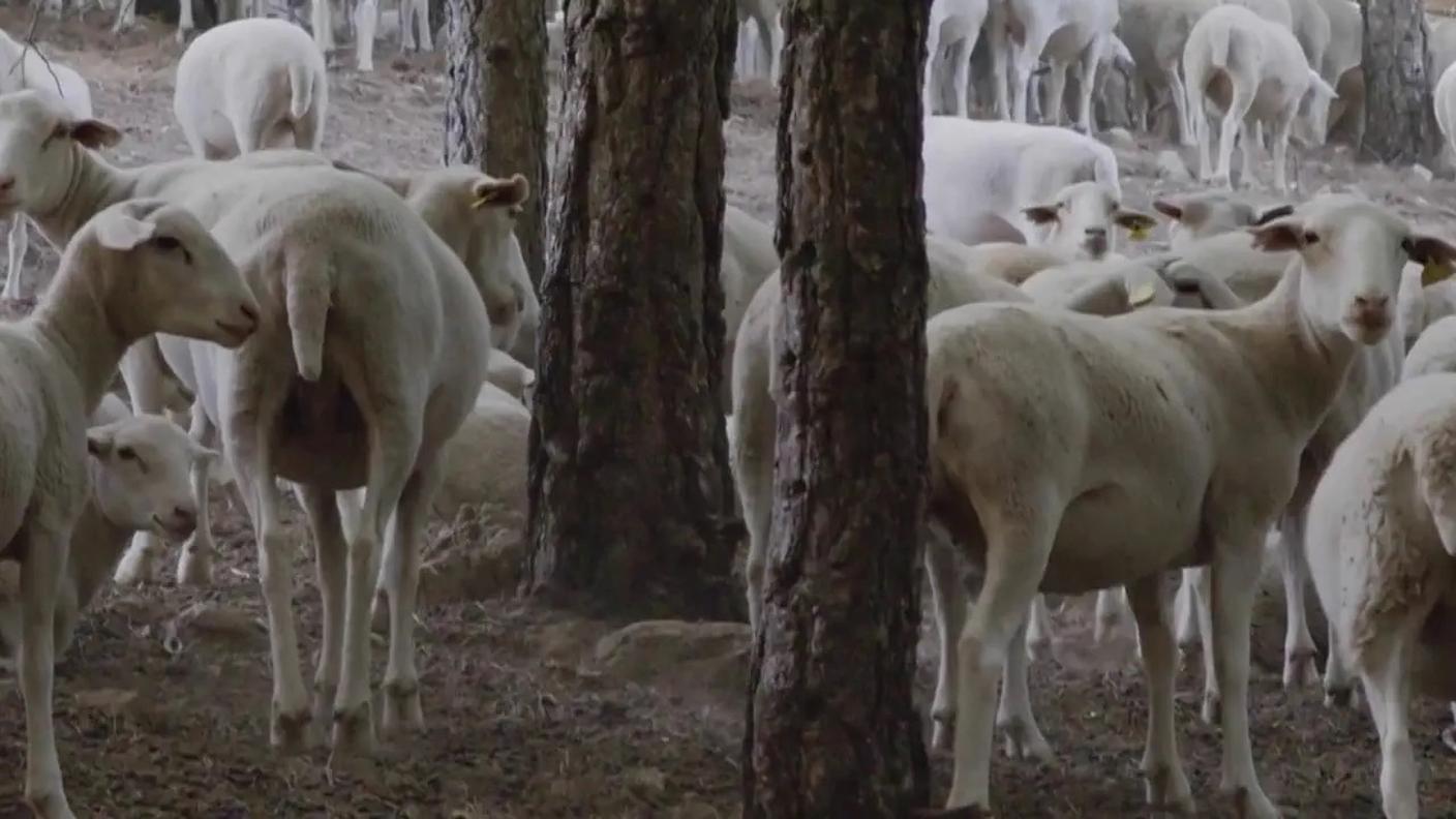 Le pecore di Emilio de la Cruz creano inconsapevolmente un tagliafuoco nel bosco.