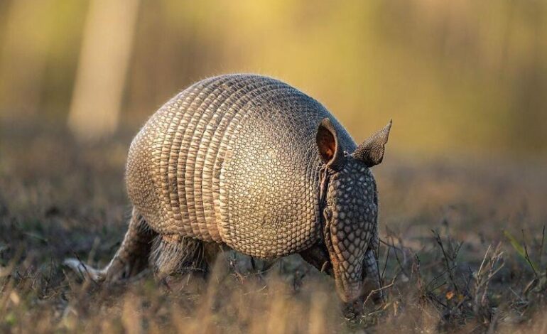 Armadillo a tre fasce, John Jr. lascia il rifugio dopo 3 mesi