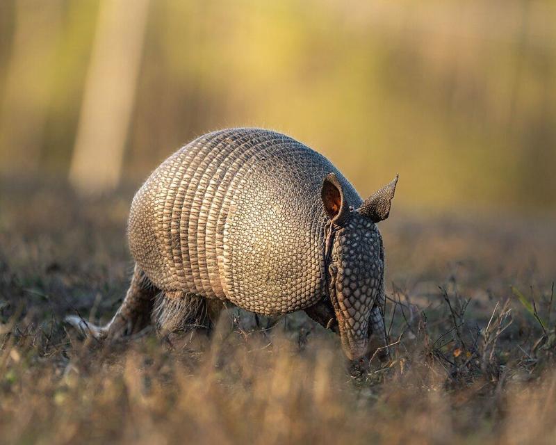 Armadillo a tre fasce, John Jr. lascia il rifugio dopo 3 mesi