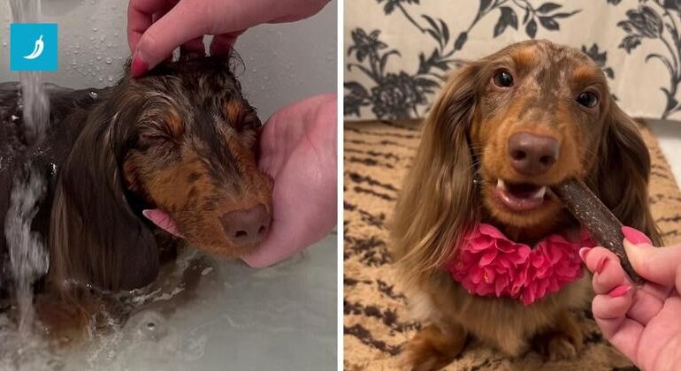 Bassotta nella vasca: Indy trasforma il bagno in una spa