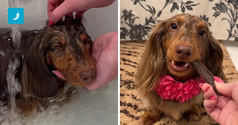 Bassotta nella vasca: Indy trasforma il bagno in una spa