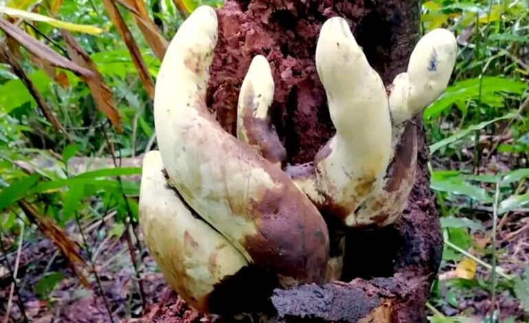 Dianjunus rex, il fungo gigante comparso dopo l’estinzione dei dinosauri