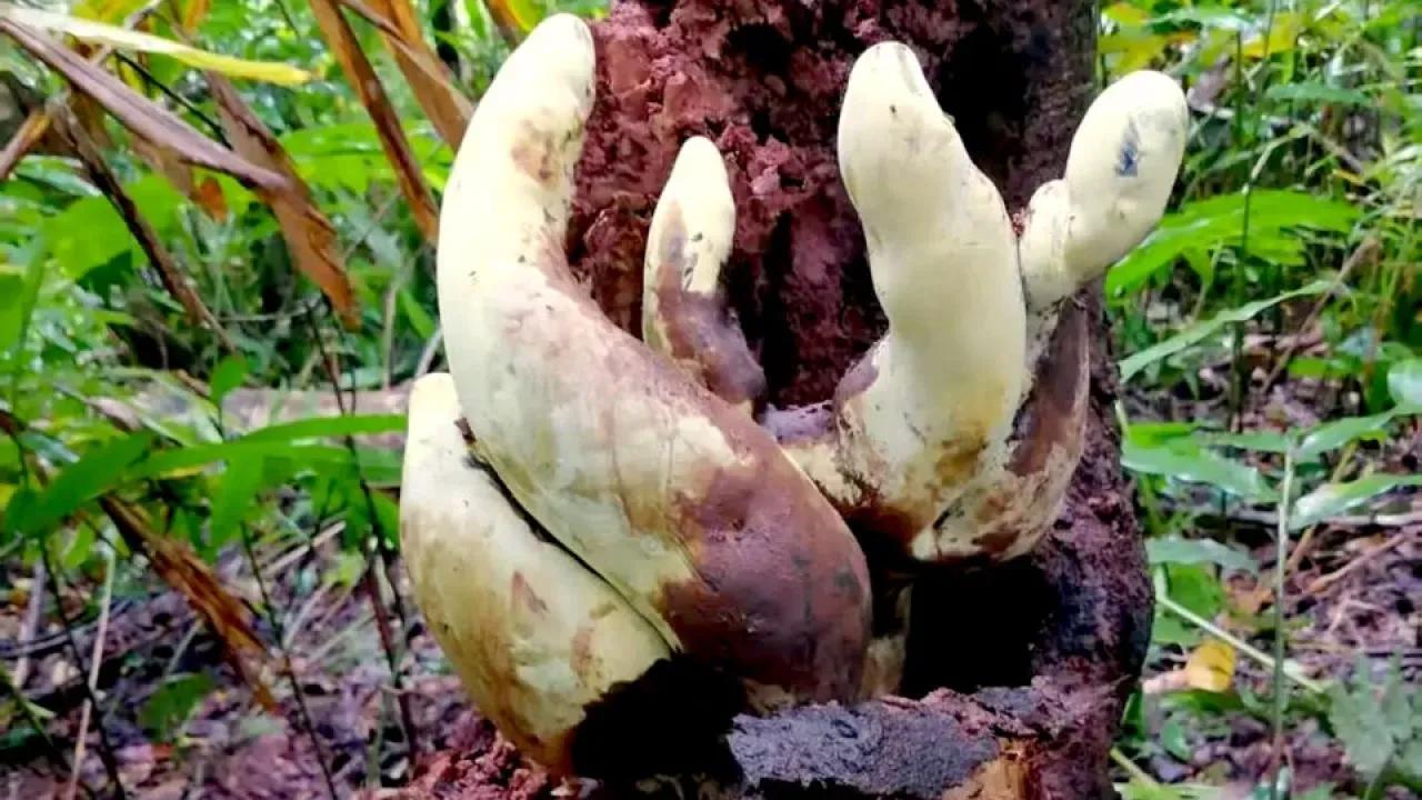 Dianjunus rex, il fungo gigante comparso dopo l’estinzione dei dinosauri
