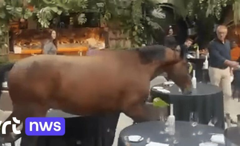 Cavallo entra in un ristorante e attraversa la sala tra i tavoli