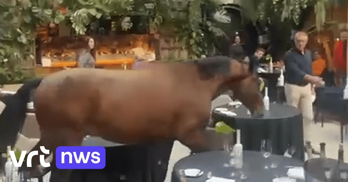 Cavallo entra in un ristorante e attraversa la sala tra i tavoli