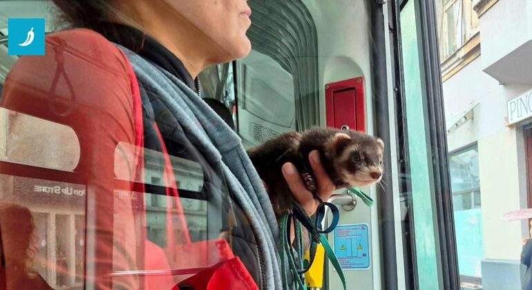 Un furetto sale sul tram e conquista i passeggeri