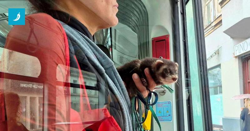 Un furetto sale sul tram e conquista i passeggeri