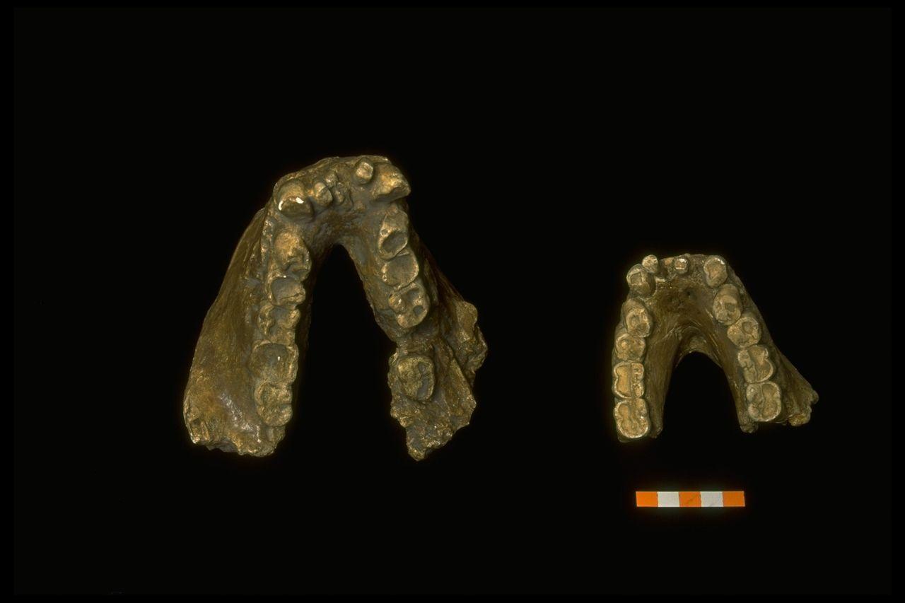 Primo piano di due metà di mandibole su uno sfondo scuro