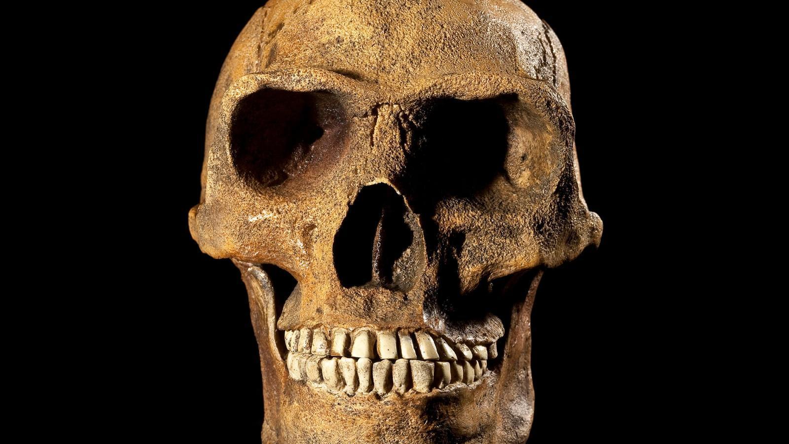 Homo erectus potrebbe essere comparso 200.000 anni prima