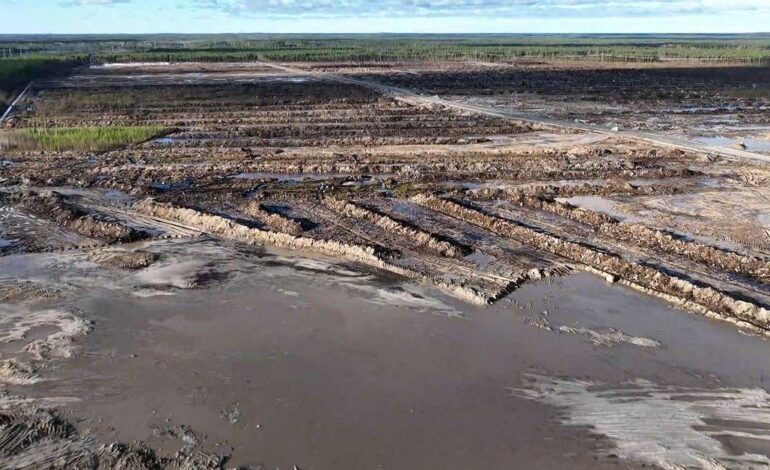 Data center Google, tagliati 400.000 alberi: cantieri sospesi
