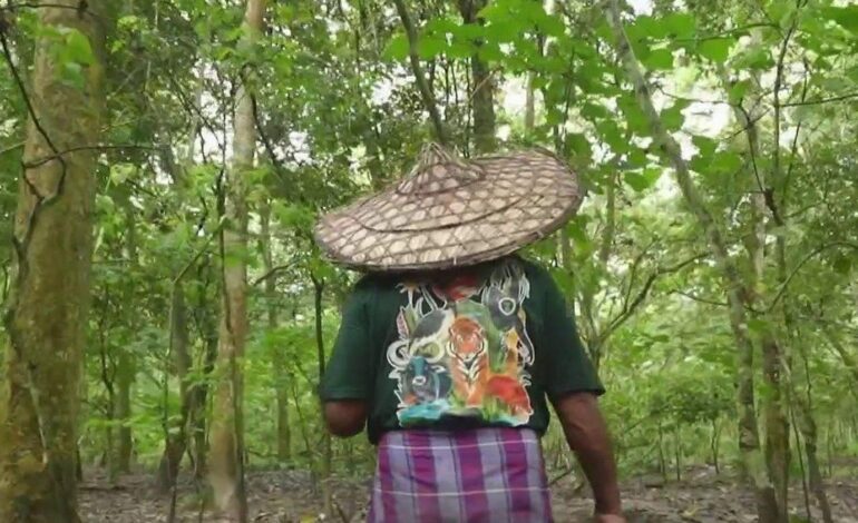 La foresta nata da un uomo: centinaia di migliaia di alberi
