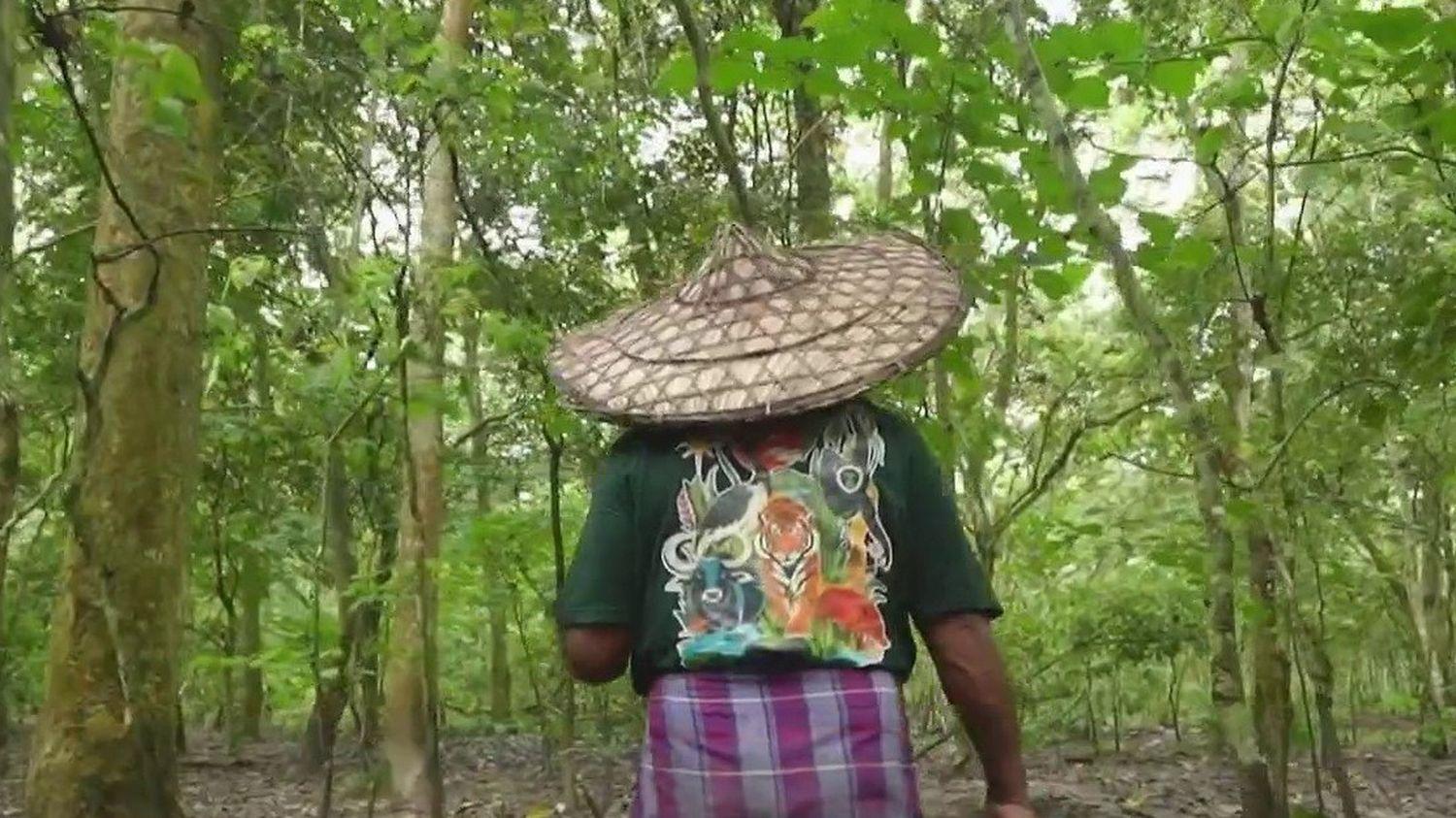 La foresta nata da un uomo: centinaia di migliaia di alberi