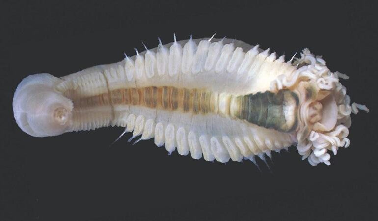 Vermi spaghetti con ventose: scoperto un nuovo genere oceanico