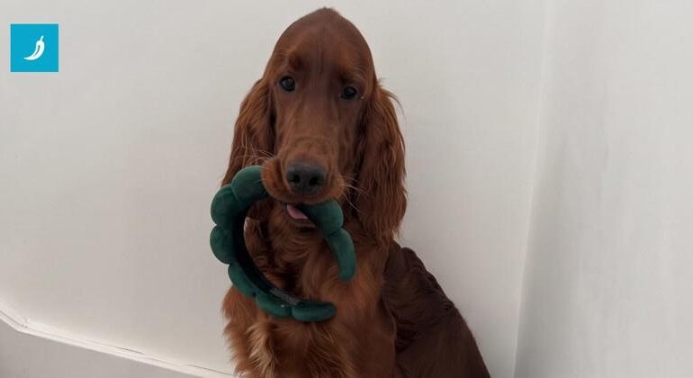 Cane ruba un giocattolo e lo porta in giro con aria fiera