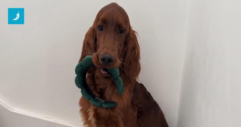 Cane ruba un giocattolo e lo porta in giro con aria fiera