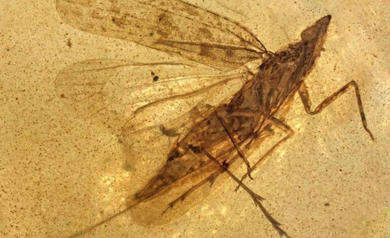 Cicalina fossile, un apparato flessibile raggiungeva la linfa