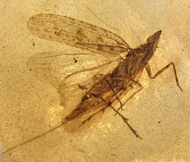 Cicalina fossile, un apparato flessibile raggiungeva la linfa