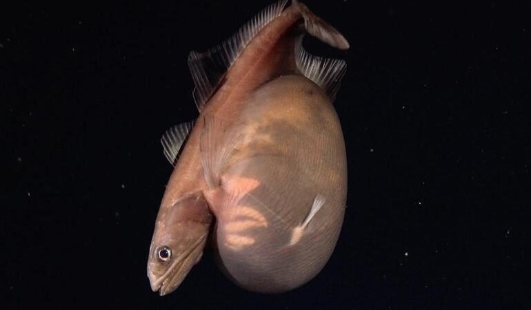 Pesce inghiottitore nero: può divorare prede 10 volte più pesanti