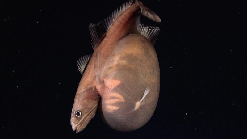 Pesce inghiottitore nero: può divorare prede 10 volte più pesanti