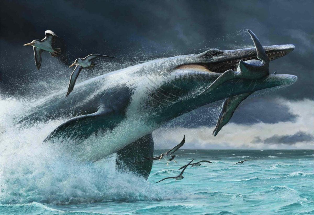 Mosasauri, uno scatto di coda poteva raggiungere 24 km/h