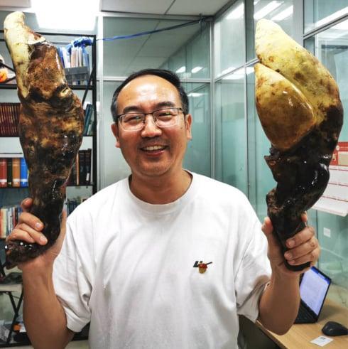 None Ecco D-Rex: in Cina è stato appena scoperto un fungo antico alto quanto un cono stradale