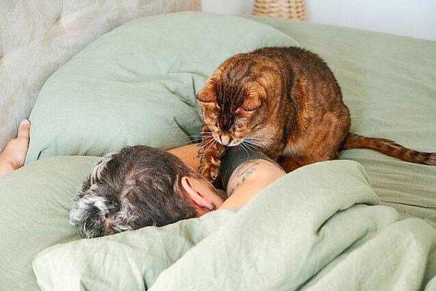 Gatto Gatto