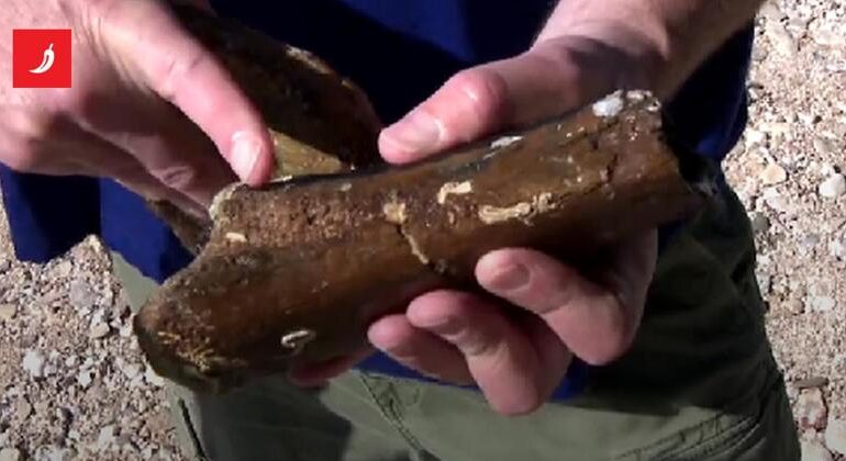 Dinosauro di 130 milioni di anni fa trovato in un sito sottomarino